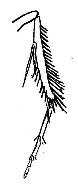 Hindleg of Epermenia falciformis (Epermeniidae).